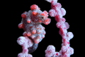   pigmy sea horse  